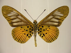 Acraea pelopeia
