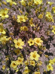 Leptosiphon chrysanthus