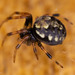 Araneus granadensis - Photo 由 Rich Kostecke 所上傳的 (c) Rich Kostecke，保留部份權利CC BY-NC