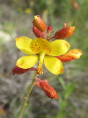 Hoffmannseggia oxycarpa