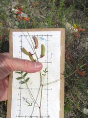 Hoffmannseggia oxycarpa