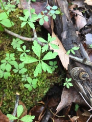 Anemonoides quinquefolia