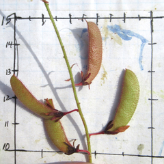 Hoffmannseggia oxycarpa