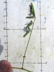 Hoffmannseggia oxycarpa