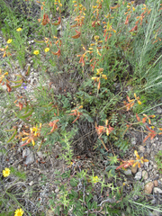 Hoffmannseggia oxycarpa