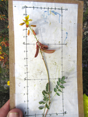 Hoffmannseggia oxycarpa