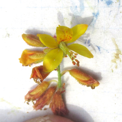 Hoffmannseggia oxycarpa