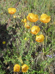 Linum berlandieri filifolium