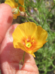 Linum berlandieri filifolium