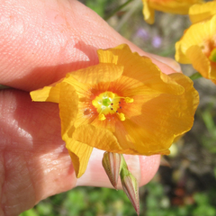 Linum berlandieri filifolium