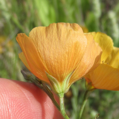 Linum berlandieri filifolium