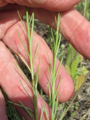 Linum berlandieri filifolium