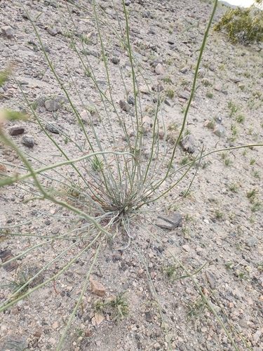Image of Hoffmannseggia microphylla by no rights reserved