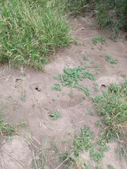 Ctenomys