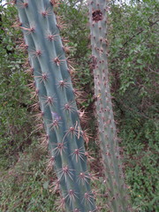 Cereus aethiops