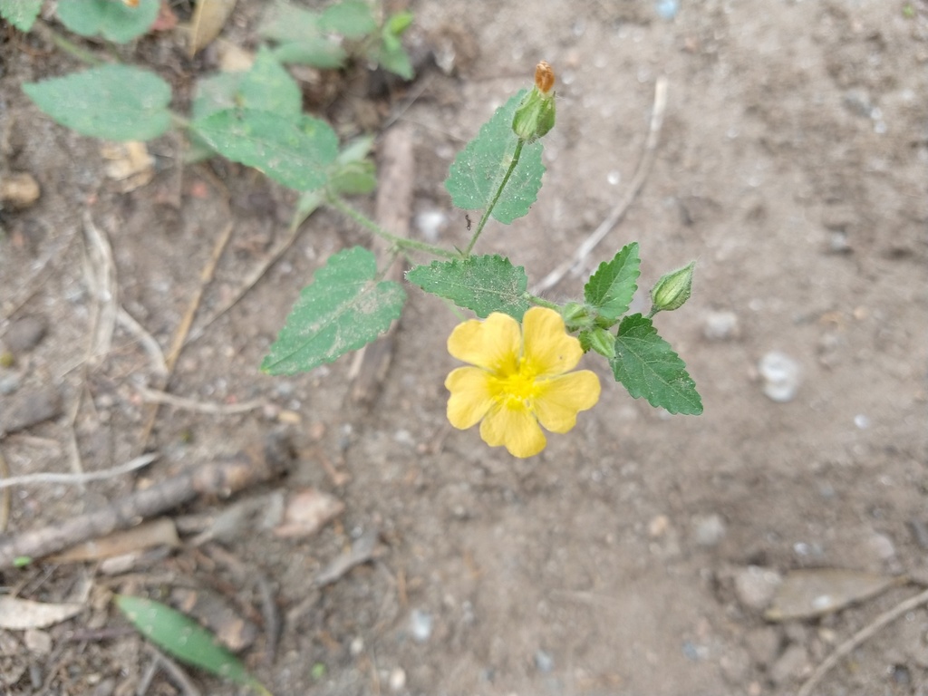 Sida dictyocarpa