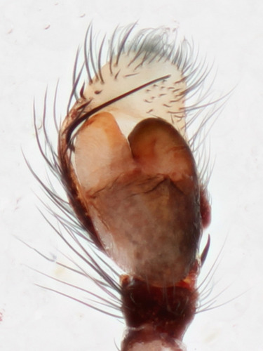 Common Hentz Jumping Spider