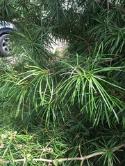 Sciadopitys verticillata