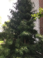 Sciadopitys verticillata