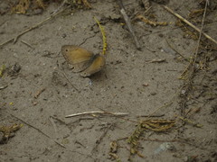 Pharneuptychia phares