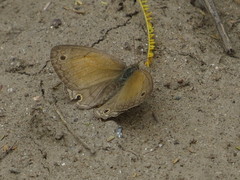 Pharneuptychia phares