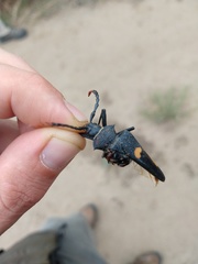 Calocomus desmarestii