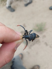 Calocomus desmarestii