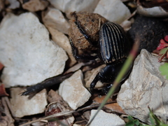 Scarabaeus laticollis