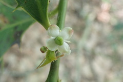 Ilex aquifolium