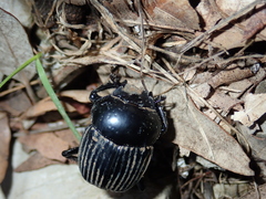 Scarabaeus laticollis