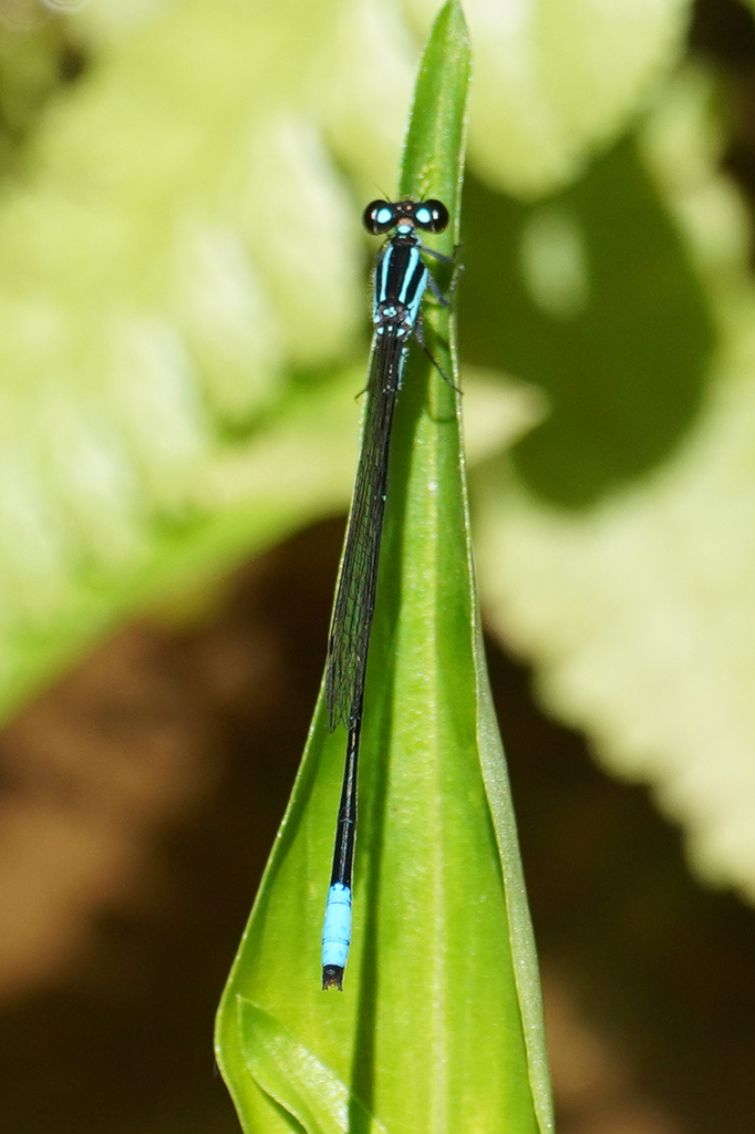 Acanthagrion gracile