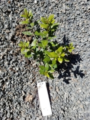 Olearia haastii