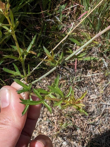 Image of Adenophyllum porophylloides by (c) sdash, some rights reserved (CC BY)