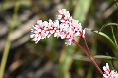 Persicaria madagascariensis