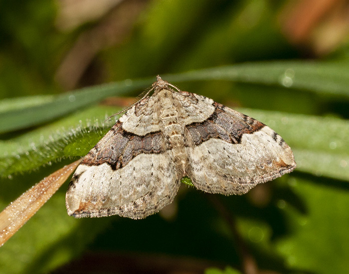 Red Carpet (Moths Of Shetland) · iNaturalist United Kingdom