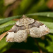 Xanthorhoe decoloraria - Photo (c) Jim Johnson,  זכויות יוצרים חלקיות (CC BY-NC-ND), הועלה על ידי Jim Johnson