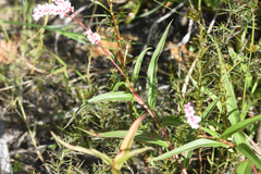 Persicaria madagascariensis