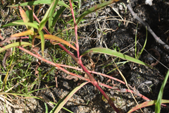 Persicaria madagascariensis