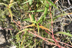 Persicaria madagascariensis