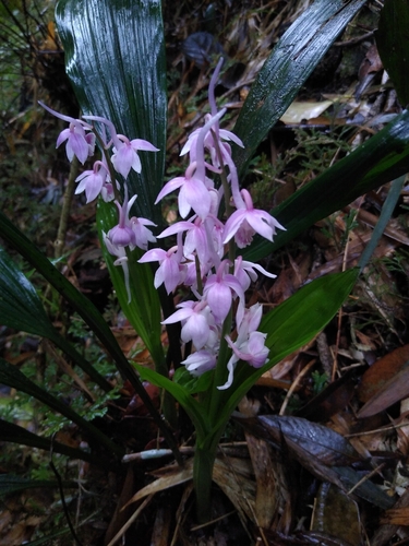 Calanthe aristulifera iNat (3)