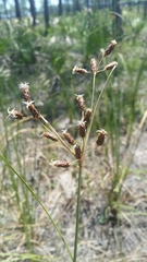 Fimbristylis castanea