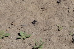 Cicindela oregona oregona