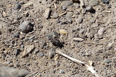 Cicindela oregona oregona
