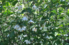 Styrax redivivus