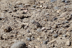 Cicindela oregona oregona