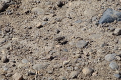 Cicindela oregona oregona