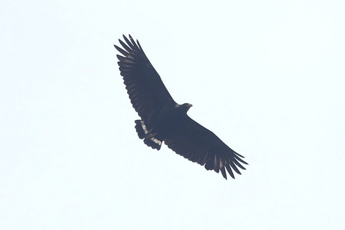 Einsiedlerbussard (Buteogallus solitarius)