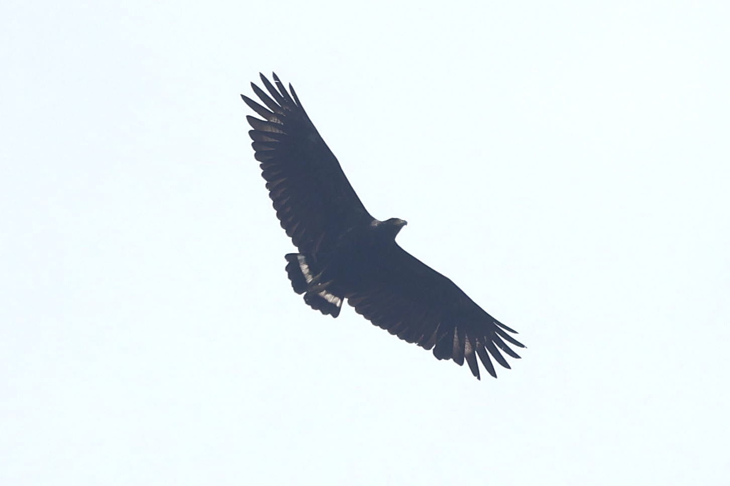 Solitary Eagle illustration