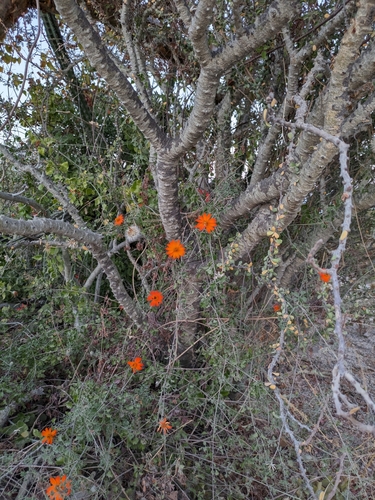 Image of Adenophyllum speciosum by (c) James C. Davis, some rights reserved (CC BY-SA)