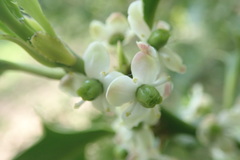 Ilex aquifolium